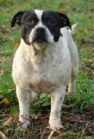 Étalon Staffordshire Bull Terrier - South of speed hunter