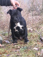 Étalon Staffordshire Bull Terrier - Dida du clos de l'arbre vert