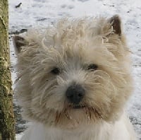 Étalon West Highland White Terrier - Chipper De la combe berail