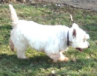 Étalon West Highland White Terrier - Tavga Des hauts briffauts