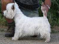 Étalon West Highland White Terrier - Bigwig du mas Camira