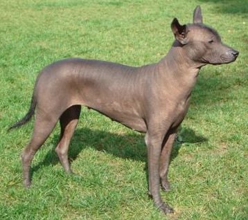 Le Standard de la race Chien nu mexicain sur Atara.com