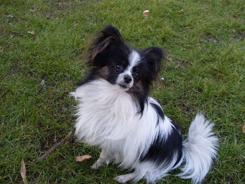 Douglas Des Lutins Du Kemberg Chien De Race Toutes Races En