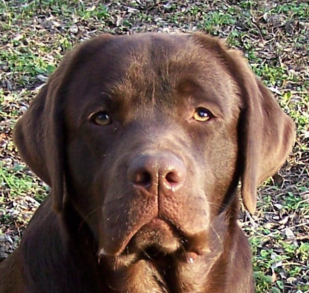 Les Labrador Retriever de l'affixe   du Domaine de l'Oolum
