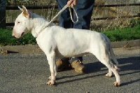 Étalon Bull Terrier - Victoria of Tane house
