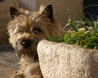 Étalon Cairn Terrier - Cutie girl de kound'heira