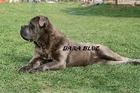 Étalon Cane Corso - Dana blue (Sans Affixe)