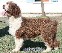 Étalon Chien d'eau espagnol - CH. Rosi de ubrique