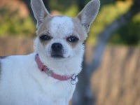 Étalon Chihuahua - Cassandra bianca Of wyldsmoor
