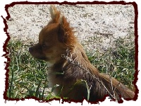 Étalon Chihuahua - Divine demoiselle de la légende des trolls