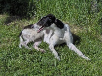 Étalon Greyhound - Vixen girl (Sans Affixe)