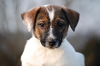 Étalon Jack Russell Terrier - Dixy de La Haie des Copelins