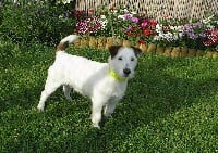 Étalon Jack Russell Terrier - Vito de-king-bassie