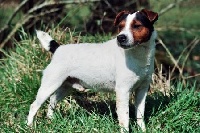 Étalon Jack Russell Terrier - p brockton Jester