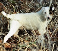 Étalon Jack Russell Terrier - kenmilfore Pattric