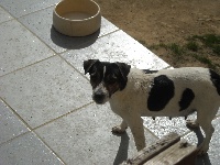 Étalon Jack Russell Terrier - Bimbo des Gardiens d'Athis