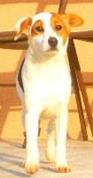 Étalon Jack Russell Terrier - Dior Du void de la bure