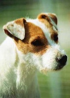 Étalon Parson Russell Terrier - Uitney Uston Fancy free
