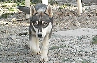 Étalon Siberian Husky - Ice Wolf's Darius
