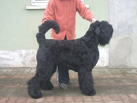Étalon Terrier noir - CH. Setextra alek de Koslova