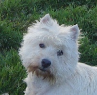 Étalon West Highland White Terrier - CHANELLE Du hameau des landes