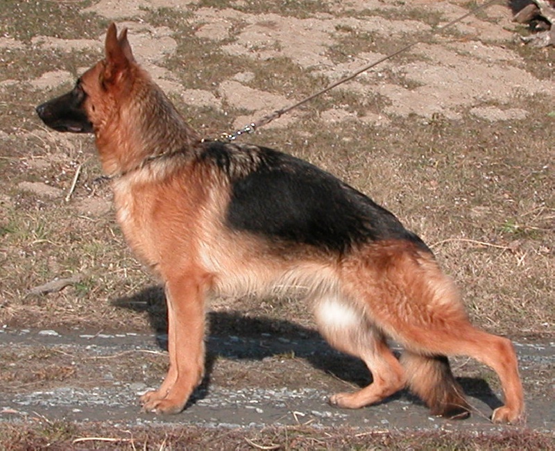 Chien Elevage Du Méolion eleveur de chiens Berger