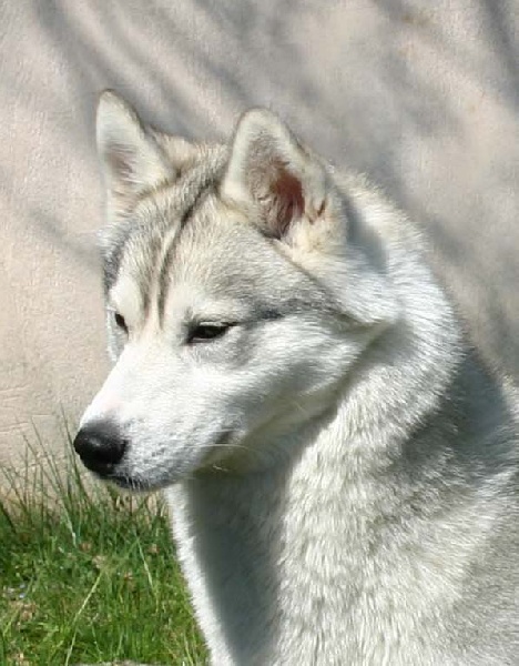 Siberian Husky - CH. Calamity jane of Nordic Forest