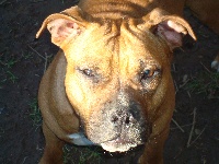 Étalon American Staffordshire Terrier - Universal-exports Bomba rossa