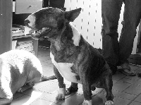 Étalon Bull Terrier - Shaft the starshooter