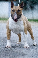 Étalon Bull Terrier - Little thunder's Hannibal