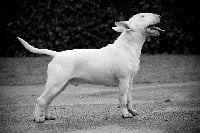 Étalon Bull Terrier - fortifer Fingo Finxi Fictum