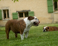 Étalon Bulldog Anglais - Betty boop du Bois des Lilas