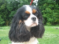 Étalon Cavalier King Charles Spaniel - CH. Bettyna De la fieffe au songueur