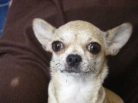 Étalon Chihuahua - Tamara Del pasador