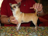 Étalon Chihuahua - Dakota du Manoir de Sancho