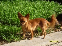 Étalon Chihuahua - Chipie dite celia du tcho-kiang
