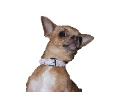 Étalon Chihuahua - Bridget du Coeur des ténèbres