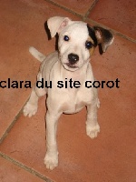 Étalon Jack Russell Terrier - Clara  Du site corot