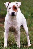 Étalon Jack Russell Terrier - Vaudou du Bois des Carnutes