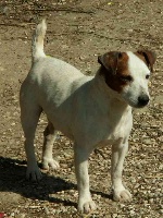 Étalon Jack Russell Terrier - Aristo du Bois des Carnutes