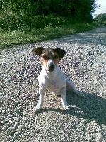 Étalon Jack Russell Terrier - Amande dit Cannelle (Sans Affixe)