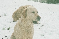 Étalon Labrador Retriever - Ulla (Sans Affixe)