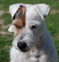 Étalon Parson Russell Terrier - Crac boum u Du site corot