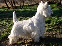 Étalon West Highland White Terrier - Aslane du royaume de sky