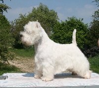 Étalon West Highland White Terrier - CH. werweise's Pagoda