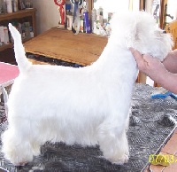 Étalon West Highland White Terrier - CH. Casse noisette du Moulin de Mac Grégor