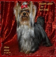 Étalon Yorkshire Terrier - Dream-lover du Puy Doré