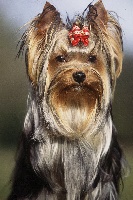Étalon Yorkshire Terrier - Sweden Drops of Sparkling Love