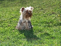 Étalon Yorkshire Terrier - ONITSHA'S Chipie
