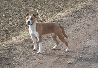 Étalon American Staffordshire Terrier - Caihna (Sans Affixe)